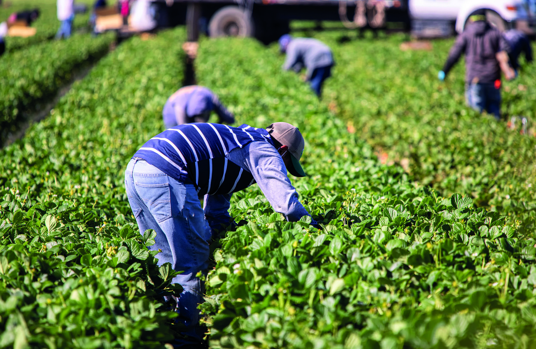 Workers tending to plants in a field, likely harvesting, with a truck in the background.